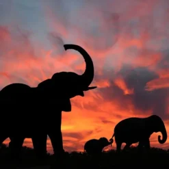 5 Panels Animals Prints Gracious Elephants Modern Wall Art Wall Hanging Gift Home Decoration Rolled Canvas Unframed Unstretched Painting Core