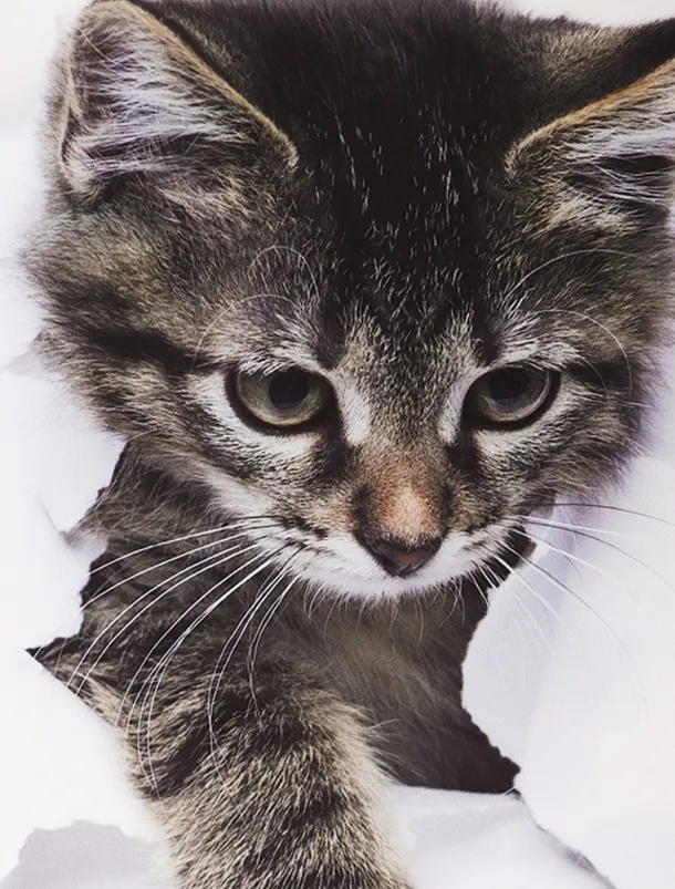 Boys 3D Graphic Animal 3D Print T shirt Tee Short Sleeve 3D Print Summer Active Cute Basic Kids 3-12 Years School