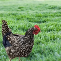 Chicken Saddles,Hen Saddle Sweater Clothes,Beautiful Wing Protector,Birds Protector for Back and Sides, Poultry Accessories for Hens, Blue