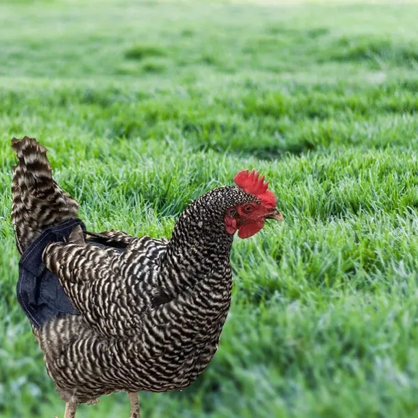 Chicken Saddles,Hen Saddle Sweater Clothes,Beautiful Wing Protector,Birds Protector for Back and Sides, Poultry Accessories for Hens, Blue