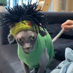 Dog Cat Bandanas & Hats Fashion Cool Winter Soft Washable Comfortable Halloween Outdoor Casual Daily Dog Clothing for Bichon Frise Pomeranian Baby Pet Papillon Small