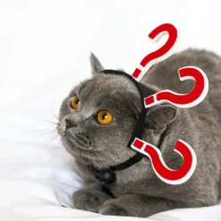 Dog Cat Bandanas & Hats Halloween Outfit Headpieces Funny Winter Soft Washable Comfortable Halloween Outdoor Casual Daily Dog Clothing for Bichon Frise Pomeranian Baby Pet Papillon Small