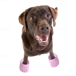 Dog Cat Boots / Shoes Sports Minimalist Casual Daily Breathable Washable Comfortable Outdoor Traveling Casual Daily Walking Dog Clothing for Husky Corgi Bichon Frise Small Medium