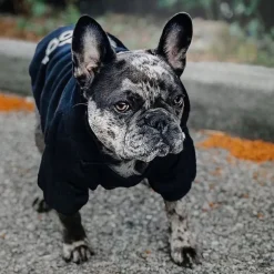Dog Hoodie Fashion Winter Warm Fashion Comfortable Outdoor Dailywear Indoor Dog Clothing for Small Medium Large