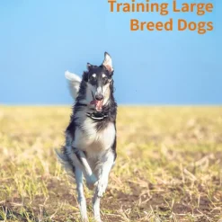 3300Ft Pet Dog Training Collar with Remote 9 Tone Option Rechargeable Waterproof IPX7 Swimming Shock Training Collar