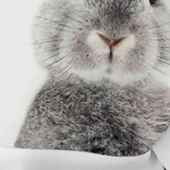 Girls' 3D Animal Rabbit Bunny Sweatshirt Long Sleeve 3D Print Summer Fall Fashion Streetwear Adorable Kids 3-12 Years Outdoor Casual Daily Regular Fit