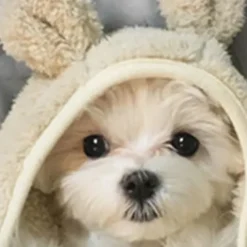 Girls' 3D Dog Tee Shirts Long Sleeve 3D Print Spring Fall Active Fashion Cute Kids 3-12 Years 4-12 Years Crew Neck Outdoor Casual Daily Regular Fit