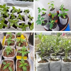 100pcs Nursery Growing Bags, Non-Woven Fabric Seedlings Grow Bag For High Seedling Survival Rate, Plant Bags For Planting, Garden Seed Starters Pouch