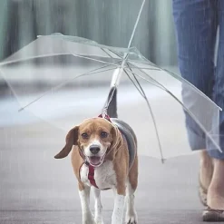 Pet Supplies Pet Umbrella Teddy Small Dog Walking Umbrella With Leash Dog Leash