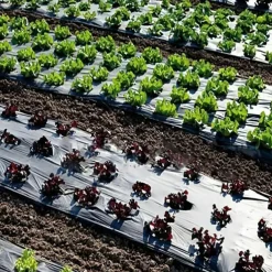 Plastic Film With Planting Holes, Garden Weed Control Barrier Film Mulching Breathable Gardening Farming Landscape Sheeting For Moisture Temperature Maintaining