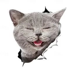 Winston & Bear 3D Cat Stickers - 2 Pack - Black Cat Wall Decals - Cat Wall Stickers for Bedroom - Fridge - Toilet - Car - Retail Packaged