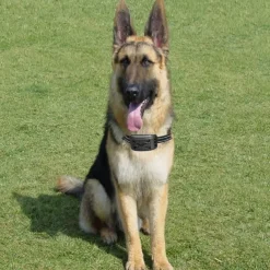 Wireless Pet Electronic Fence Cross border Intelligent Remote Control Dog Trainer Dog Electric Shock Collar Stop Barking Device